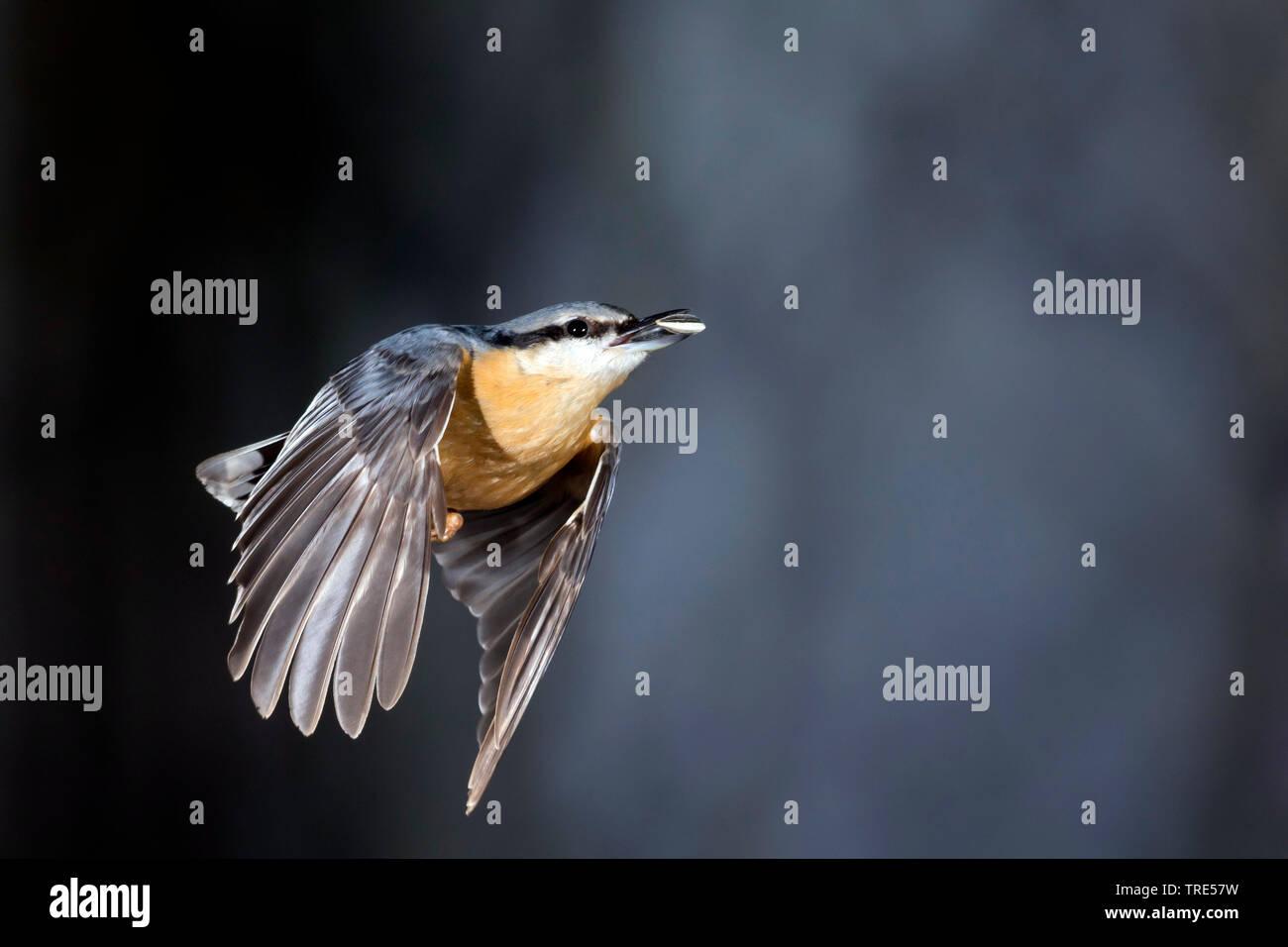 Eurasischen Kleiber (Sitta europaea), im Flug mit Kernel im Schnabel, Deutschland Stockfoto