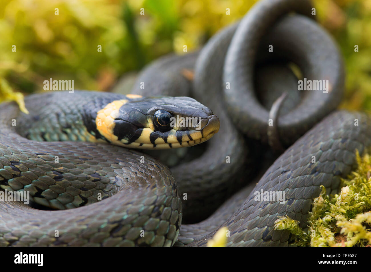 Ringelnatter (Natrix natrix), aufgewickelt, Deutschland, Bayern Stockfoto