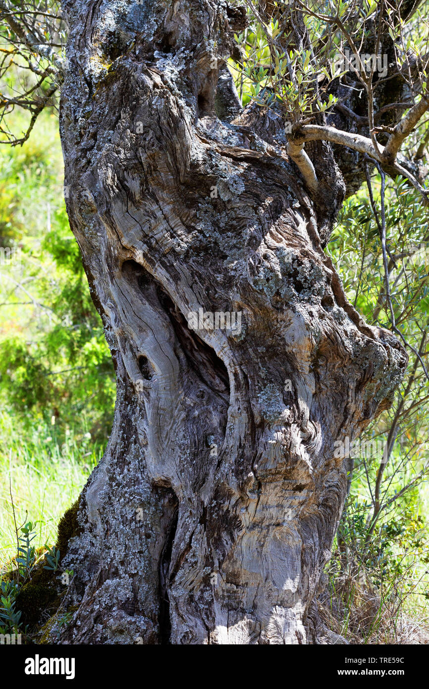 Olivenbaum (Olea europaea ssp. sativa), alten Stamm, Spanien, Aragon, Sierra y Canones de Guara Stockfoto