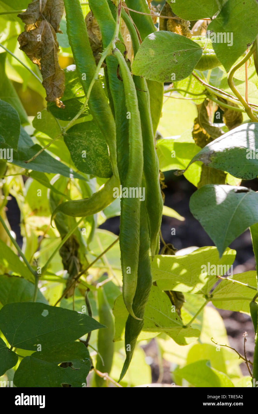 Pole bean (Phaseolus vulgaris var. vulgaris), Bohnen auf eine Pflanze, Deutschland Stockfoto