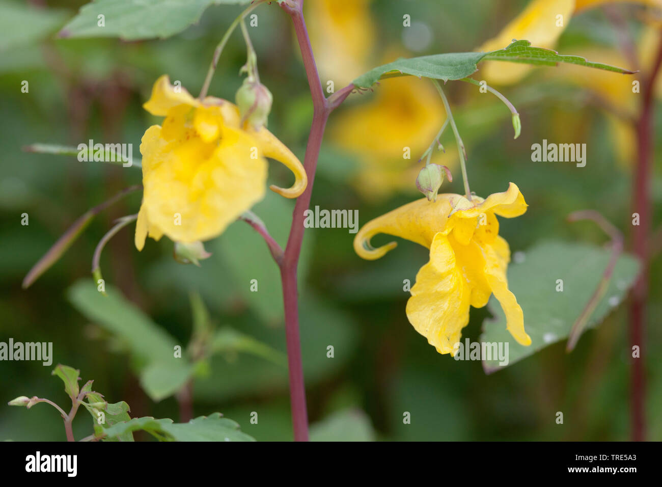 westlichen Röhricht-(Impatiens Noli-Tangere), Blumen, Deutschland, Bayern Stockfoto