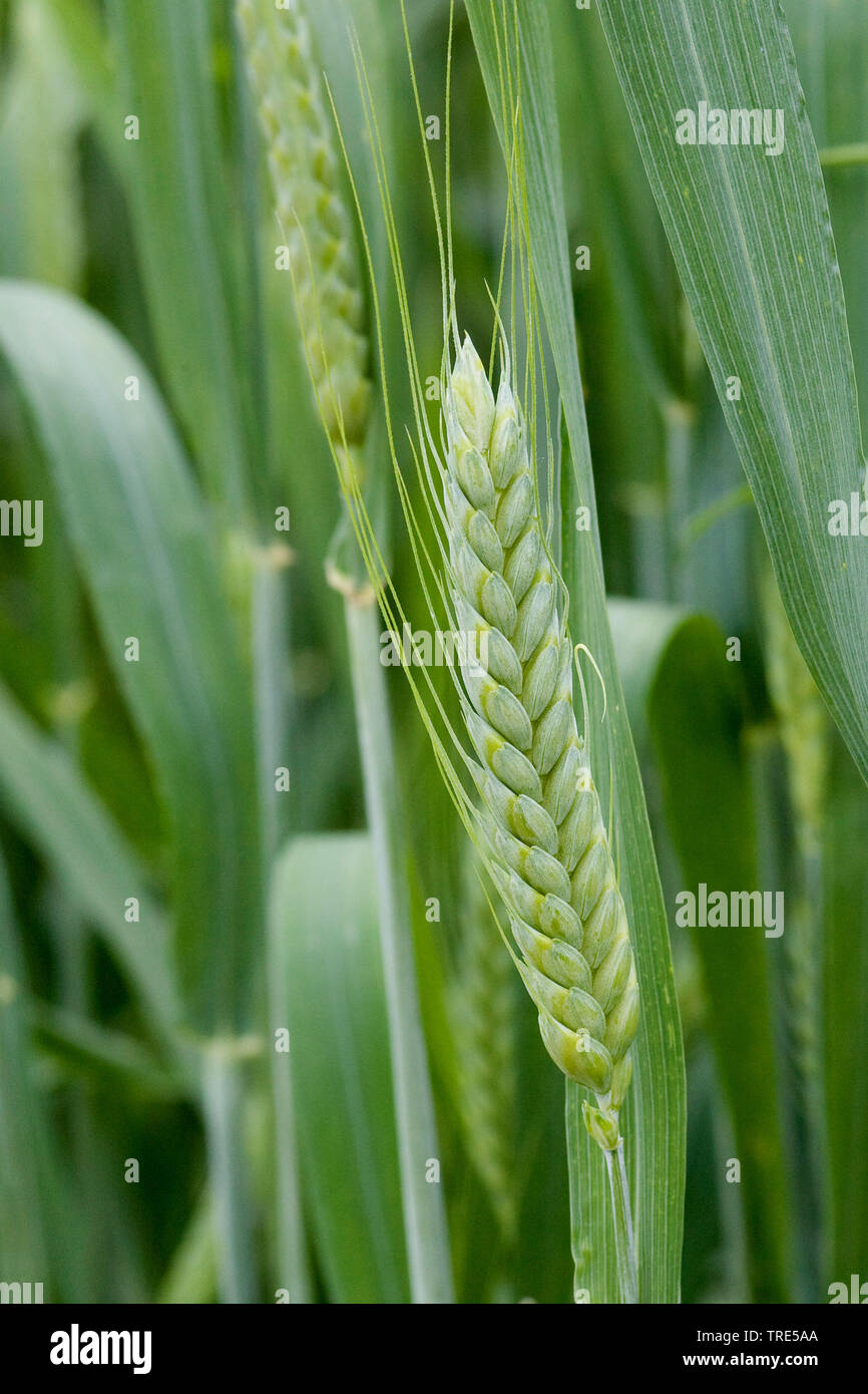 Kultivierte Emmer (Triticum turgidum ssp. dicoccon, Triticum dicoccon), Spike, Deutschland Stockfoto