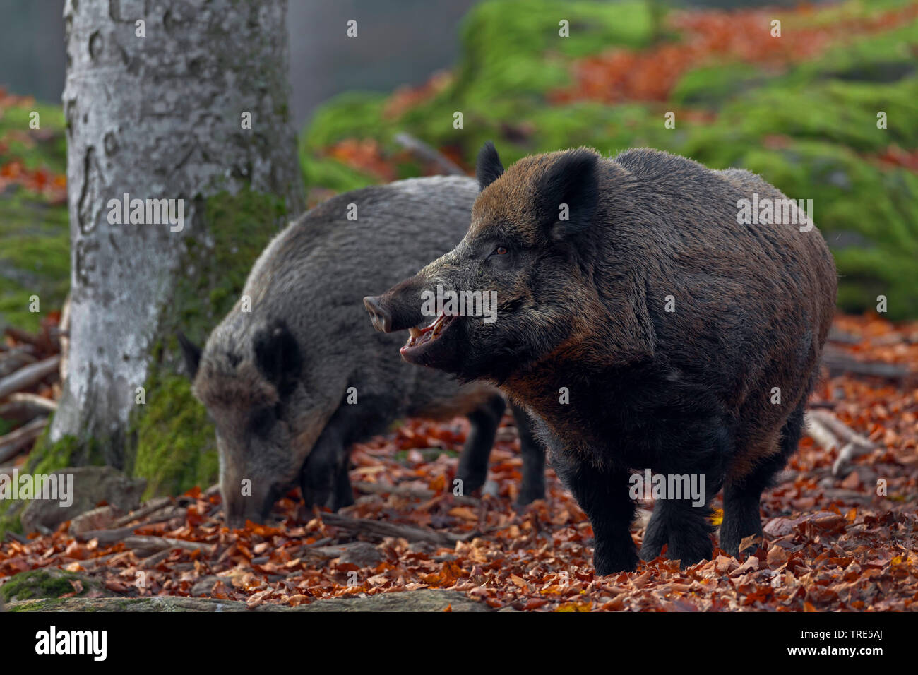 Wilde Eber, Schwein, Wildschwein (Sus scrofa), tow Wildschweine im Wald, Deutschland, Bayern Stockfoto