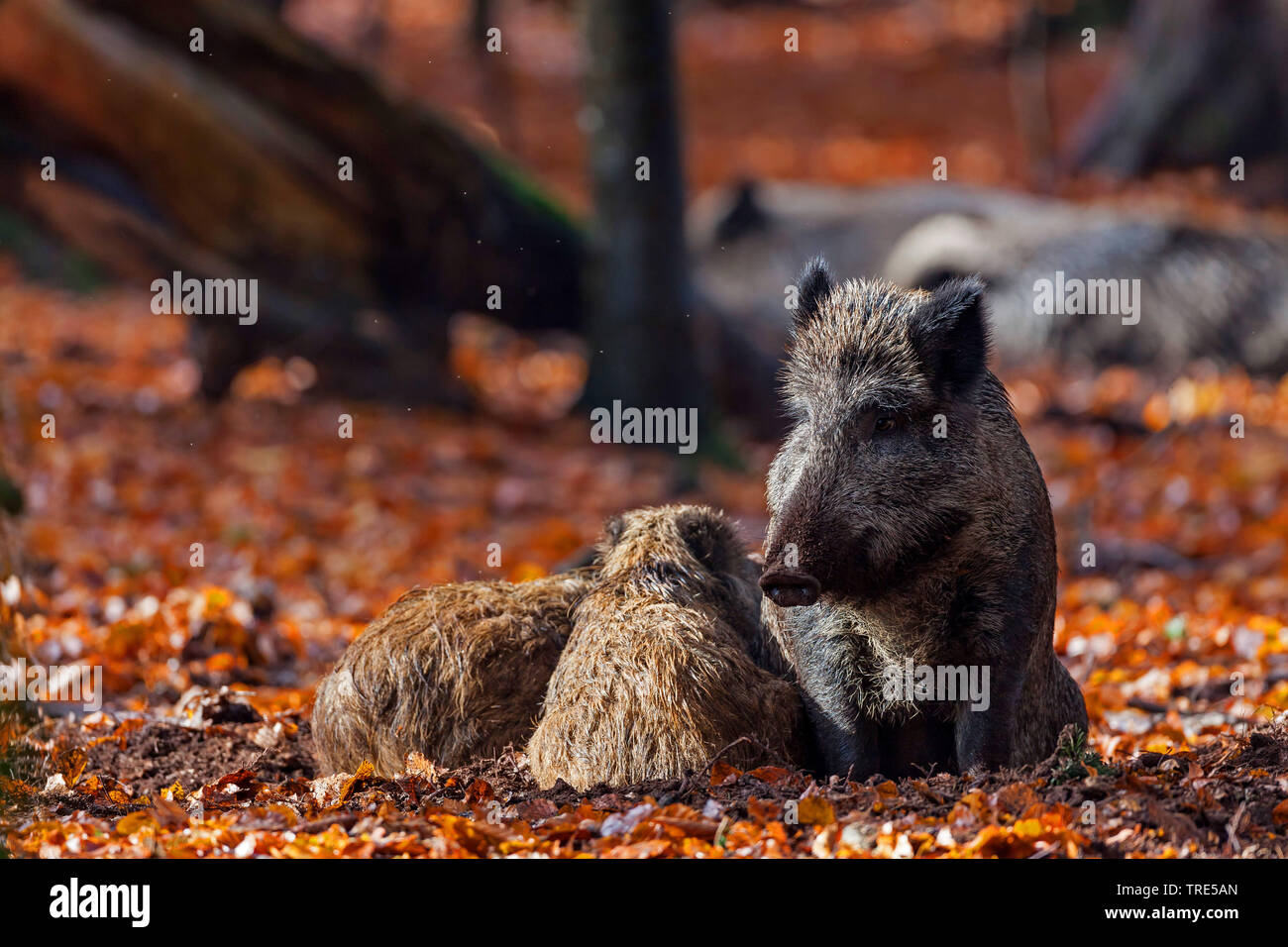 Wilde Eber, Schwein, Wildschwein (Sus scrofa), wilde Sau liegen mit shoats auf Blätter im Herbst, Deutschland, Bayern Stockfoto