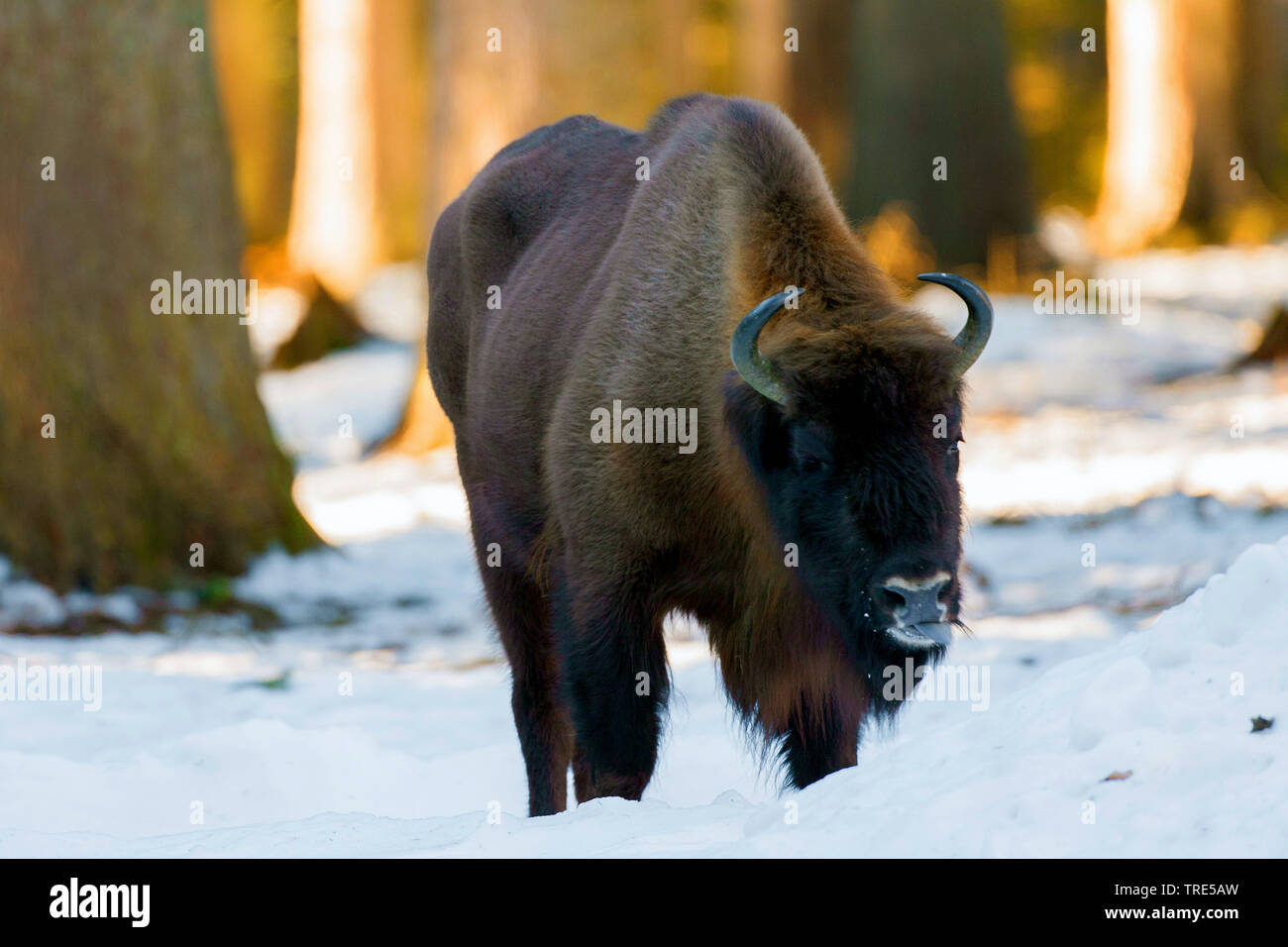 Europäische Bison, Wisent (Bison bonasus), im Schnee, Europa Stockfoto