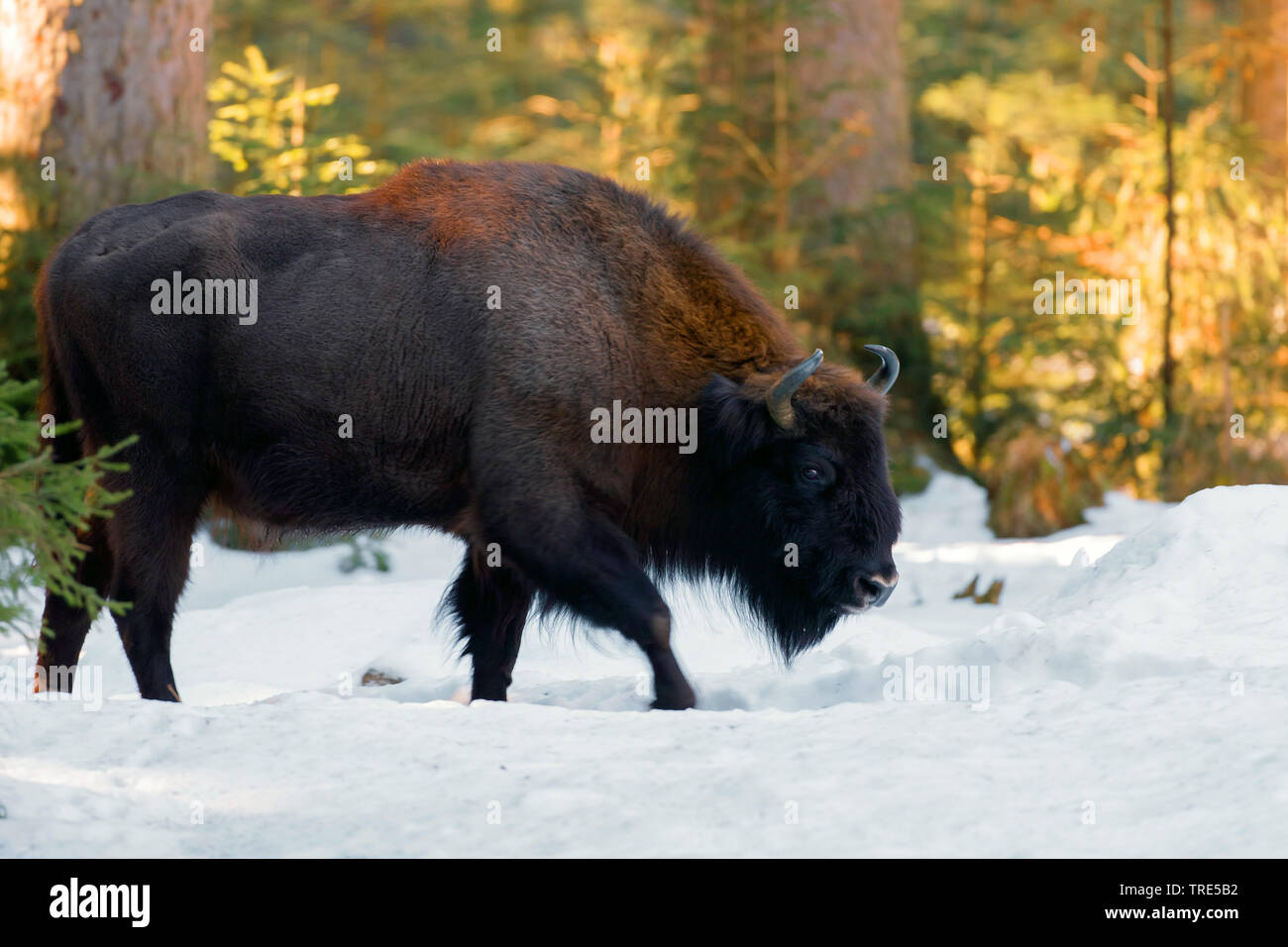 Europäische Bison, Wisent (Bison bonasus), im Schnee, Europa Stockfoto