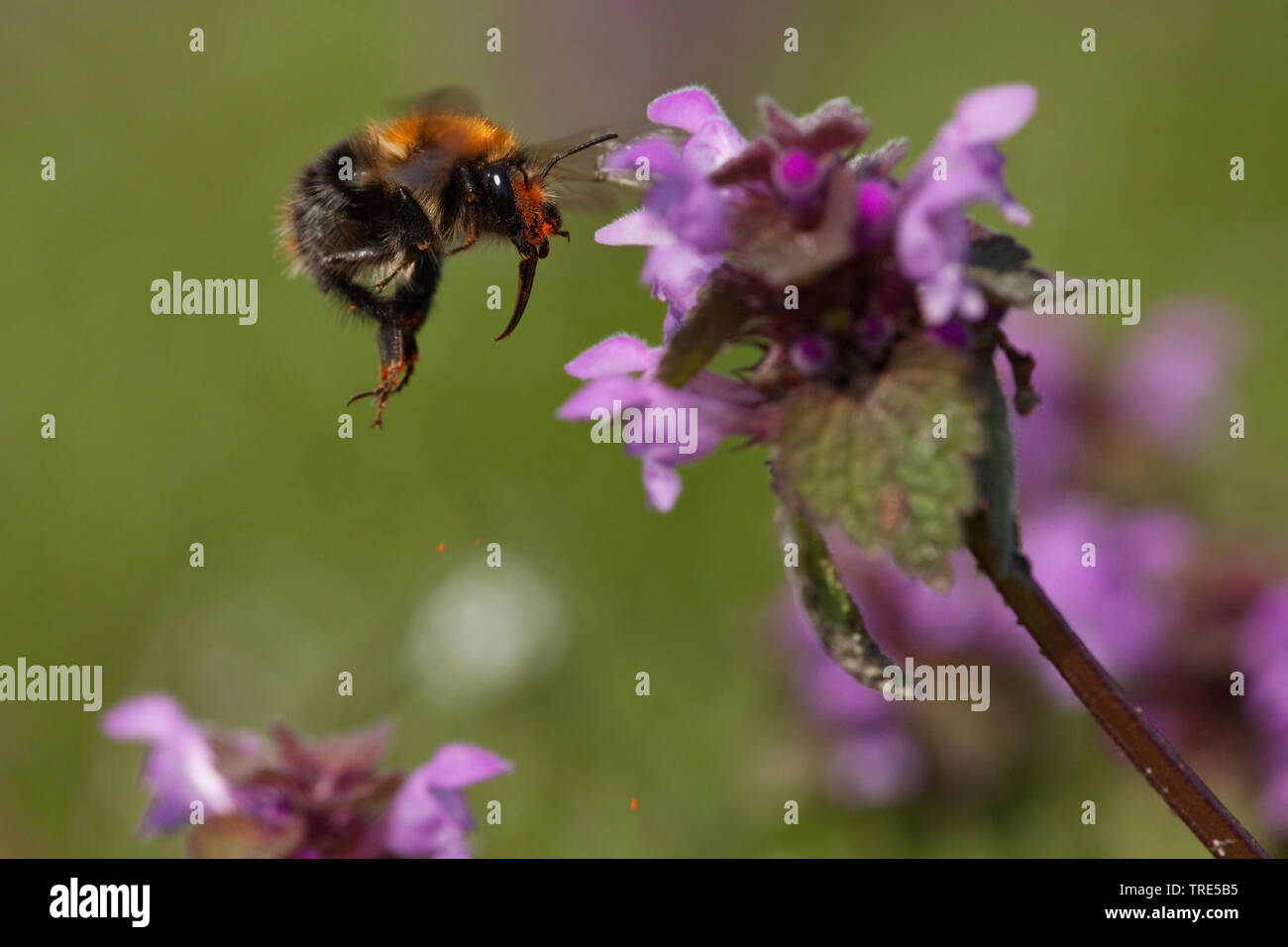 Carder Biene, gemeinsame carder Biene (Bombus pascuorum, Bombus agrorum, Megabombus pascuorum), nähert sich einem Toten - Brennnessel, Niederlande Stockfoto