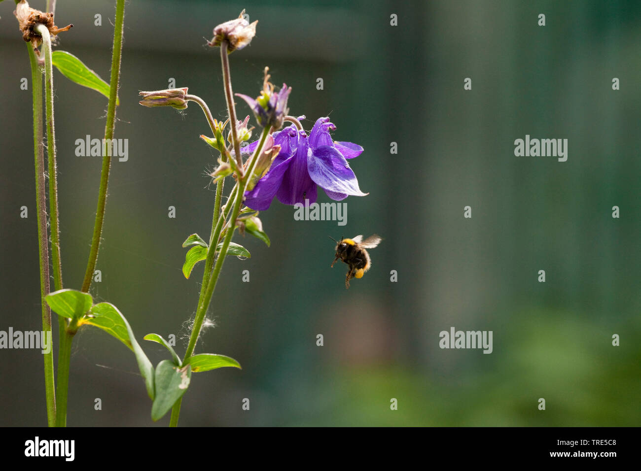 Akelei (Aquilegia spec.), Blume mit Biene Hummel nähert, Niederlande Stockfoto