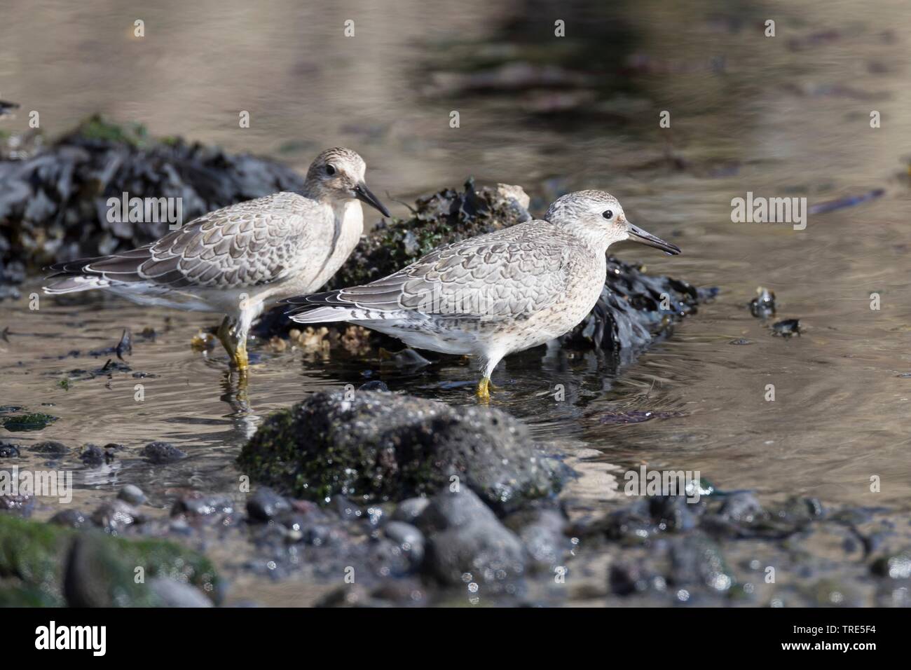 Rote Knoten (Calidris Canutus), junge Vögel am Ufer, Island Stockfoto