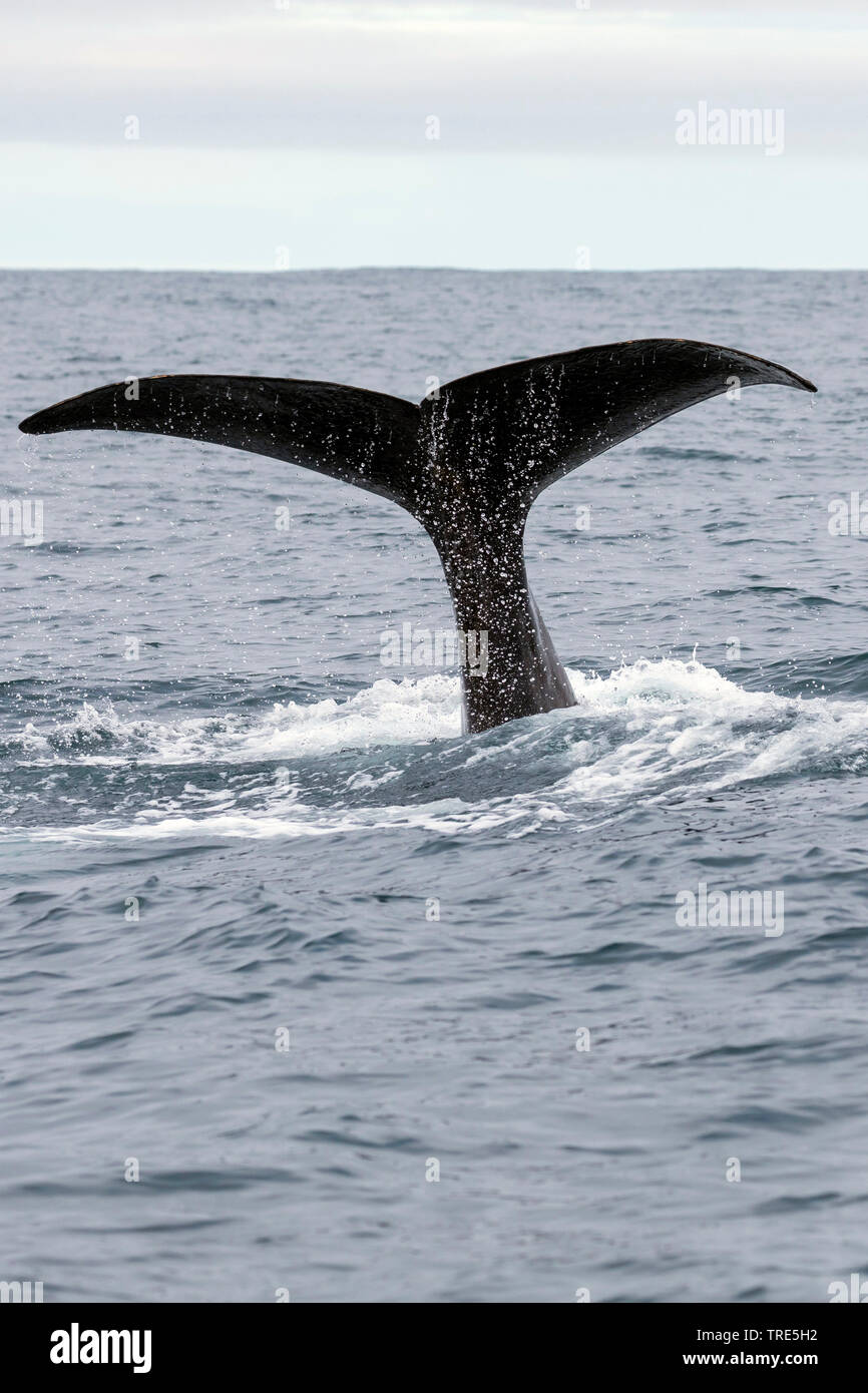 Pottwal, große Pottwal, spermacet Wal, cachalot (Physeter macrocephalus, Physeter catodon), an der Oberfläche, Island Stockfoto