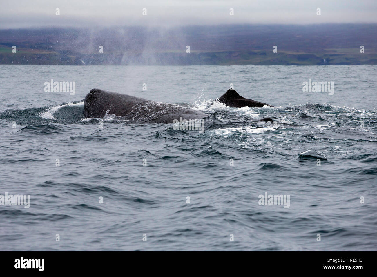 Pottwal, große Pottwal, spermacet Wal, cachalot (Physeter macrocephalus, Physeter catodon), an der Oberfläche, Island Stockfoto