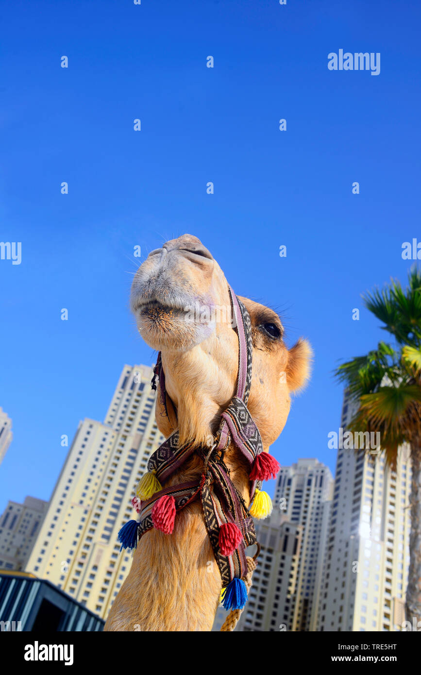 Kamel vor den Wolkenkratzern der Stadt Dubai, Vereinigte Arabische Emirate, Dubai Stockfoto