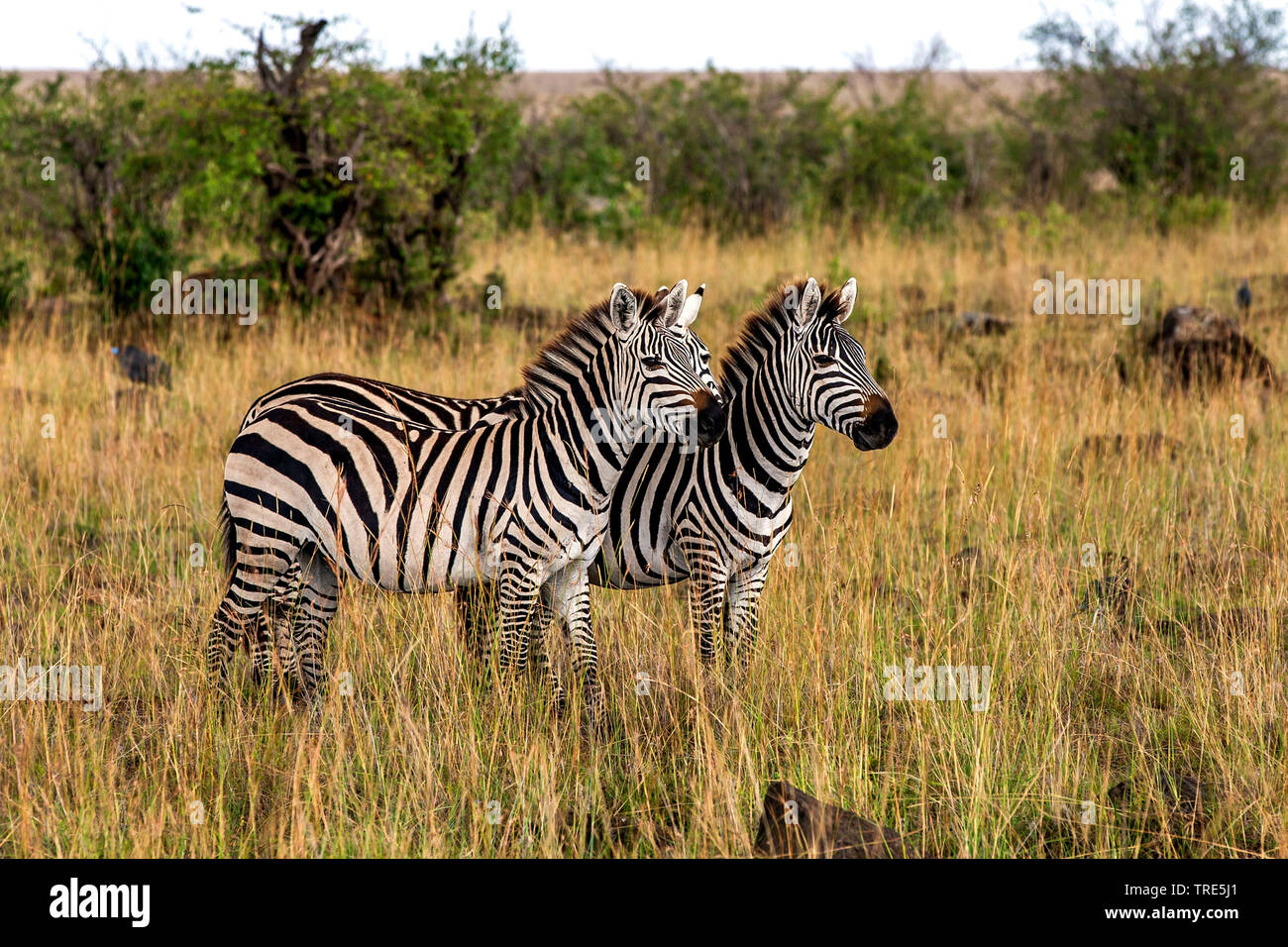 Mountain Zebra (Equus Zebra), drei Zebras in der Savanne, Kenia, Masai Mara National Park Stockfoto