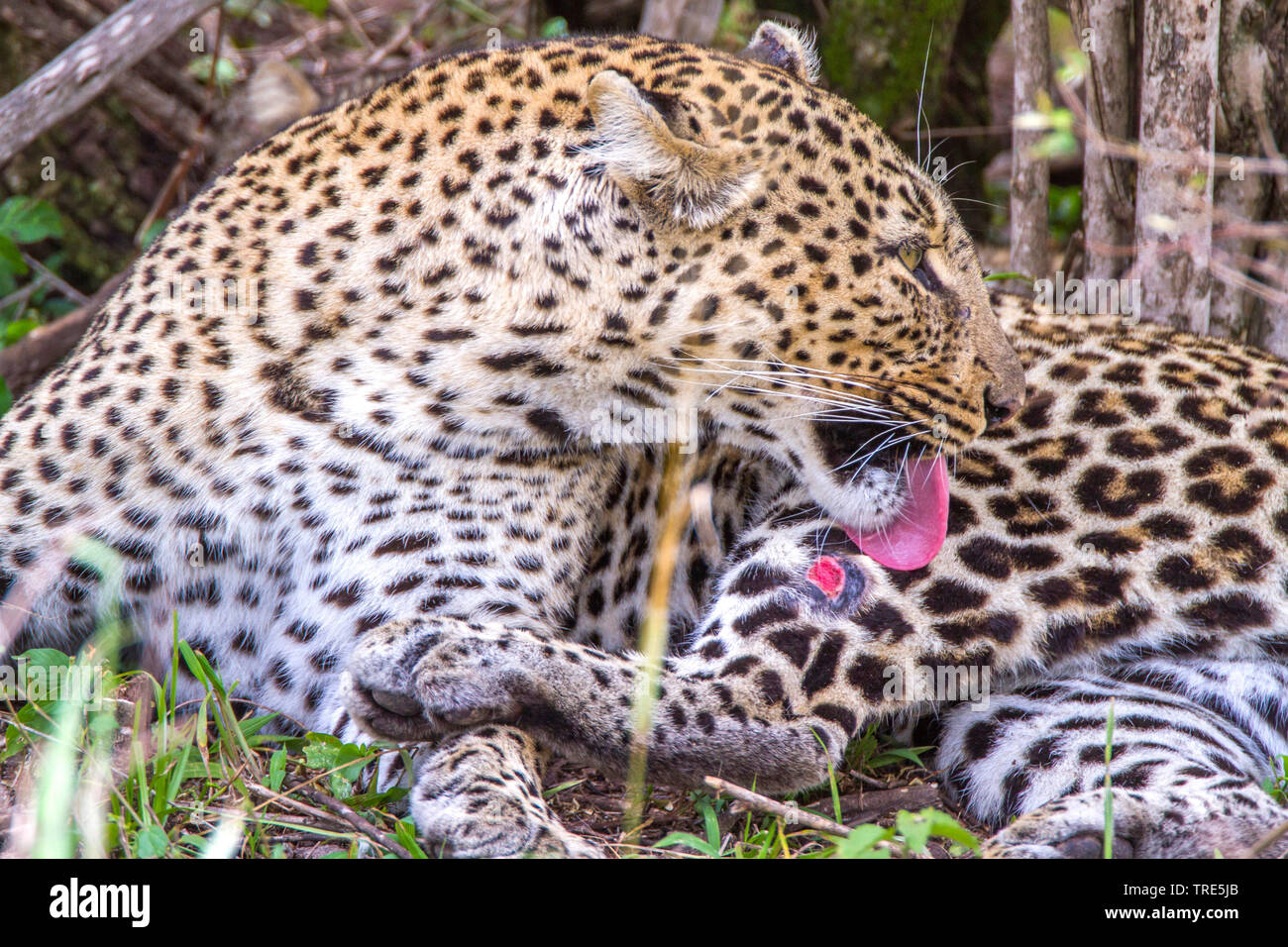 Leopard (Panthera pardus), leckt eine Wunde, Kenia, Masai Mara National Park Stockfoto
