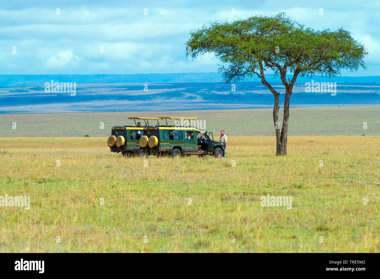 Safari Jeeps neben einem einzelnen Baum in der Savanne, Kenia, Masai Mara National Park Stockfoto