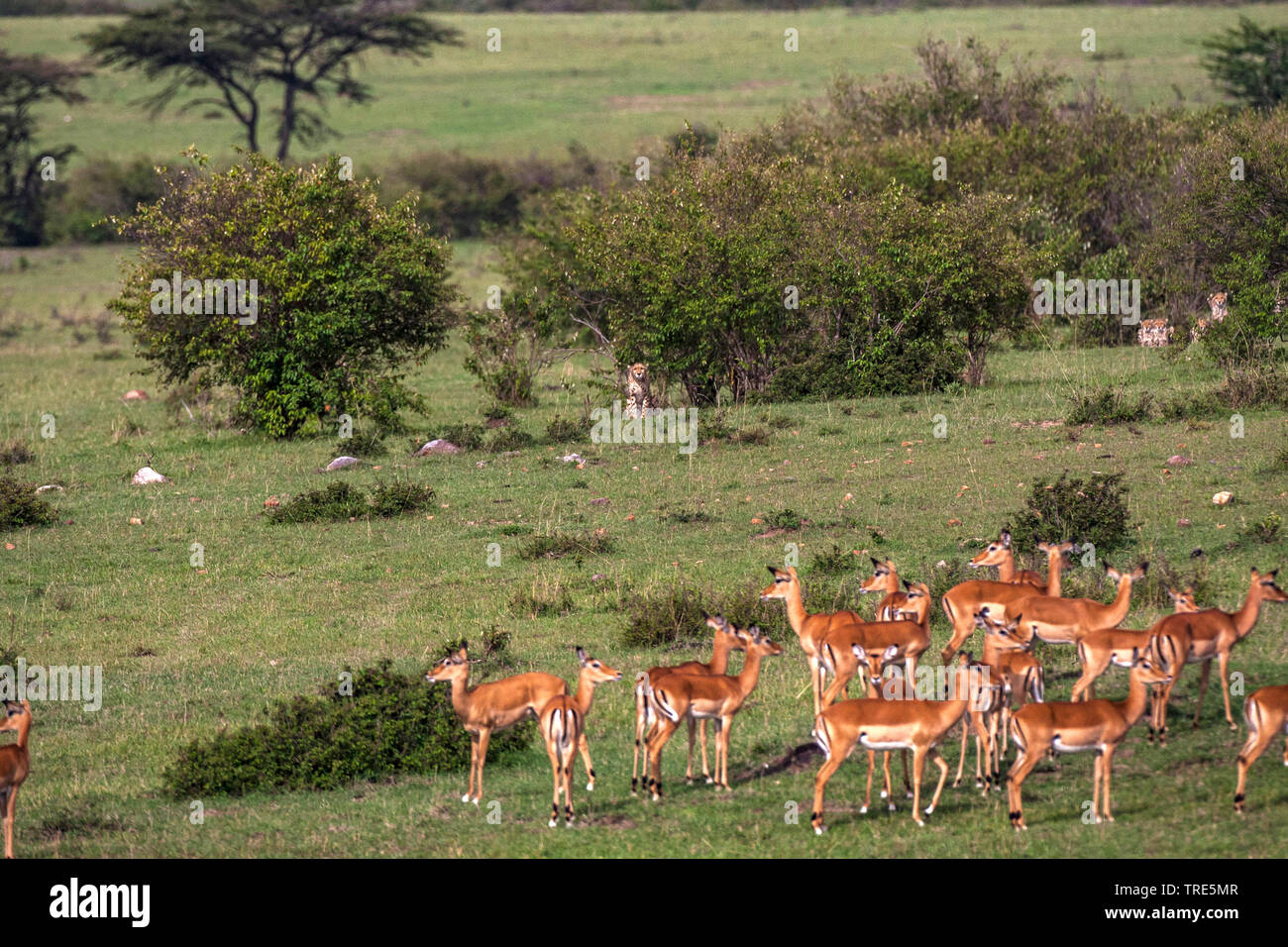 Gepard (Acinonyx jubatus), Geparde pirschen eine Herde Antilopen, Kenia, Masai Mara National Park Stockfoto