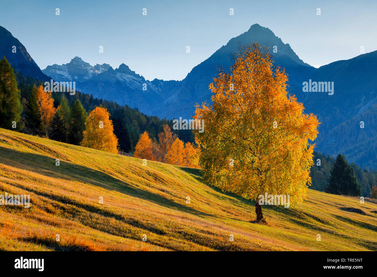 Birke vor Piz Nair, Schweiz, Kanton Graubünden Stockfoto