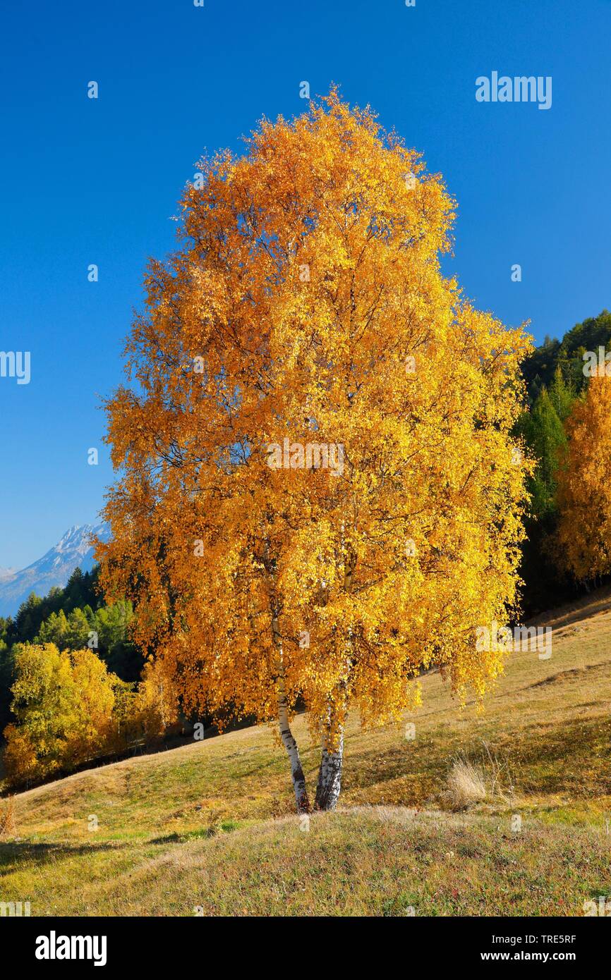 Gemeinsame Birke, Silver Birch, weiße Birke, Birke (Betula pendula, Betula Alba), Herbst Birke im Unterengadin, Schweiz, Graubünden, Engadin, Unterengadin Stockfoto