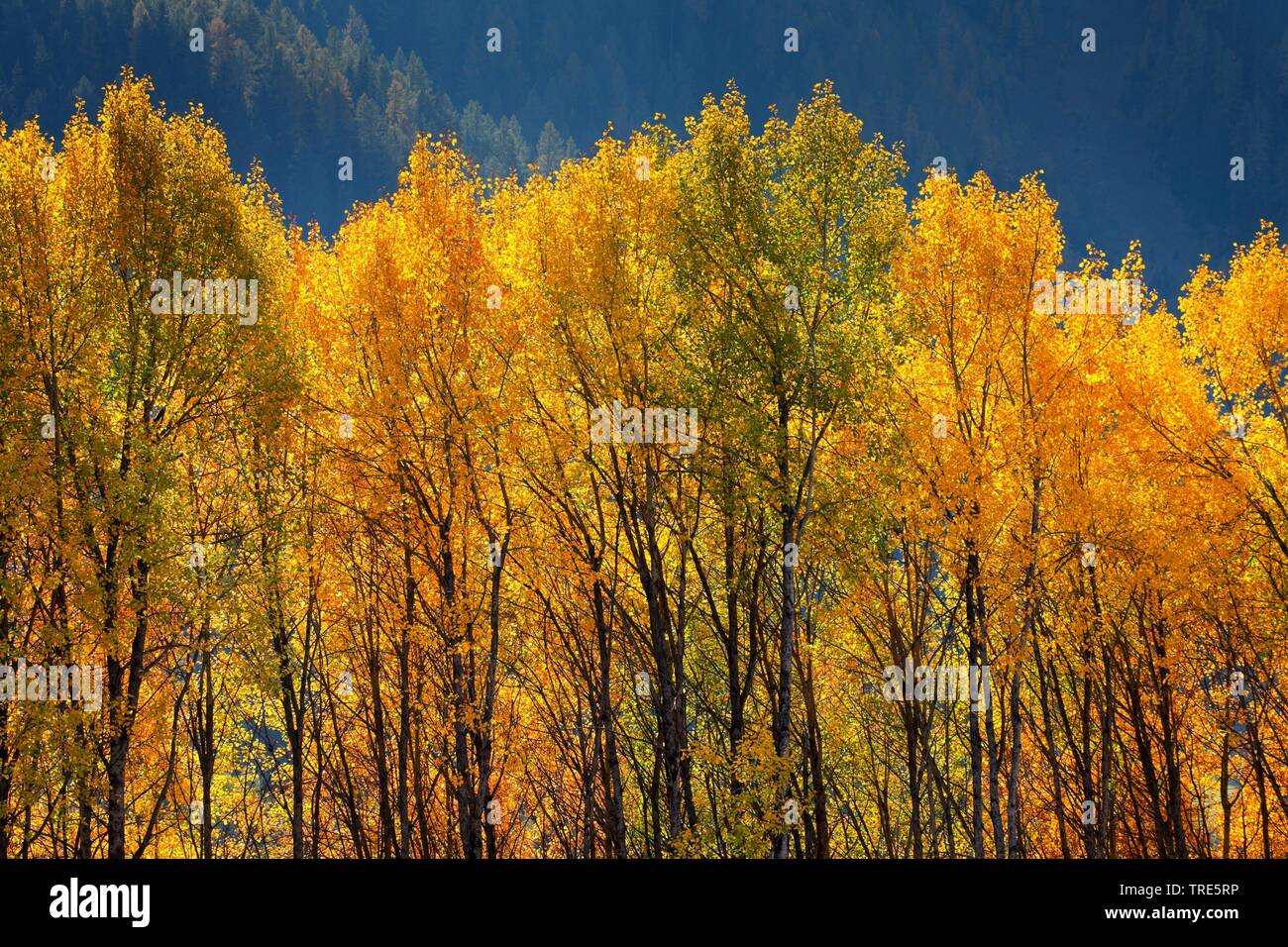 Europäische Aspen (Populus tremula), Aspen Holz im Herbst, in der Schweiz, Graubünden, Engadin Stockfoto