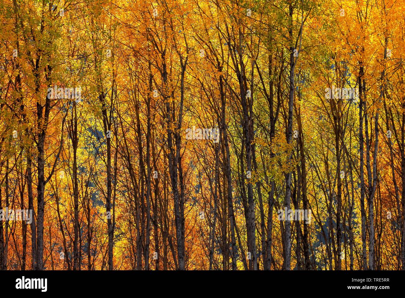 Europäische Aspen (Populus tremula), Aspen Holz im Herbst, in der Schweiz, Graubünden, Engadin Stockfoto