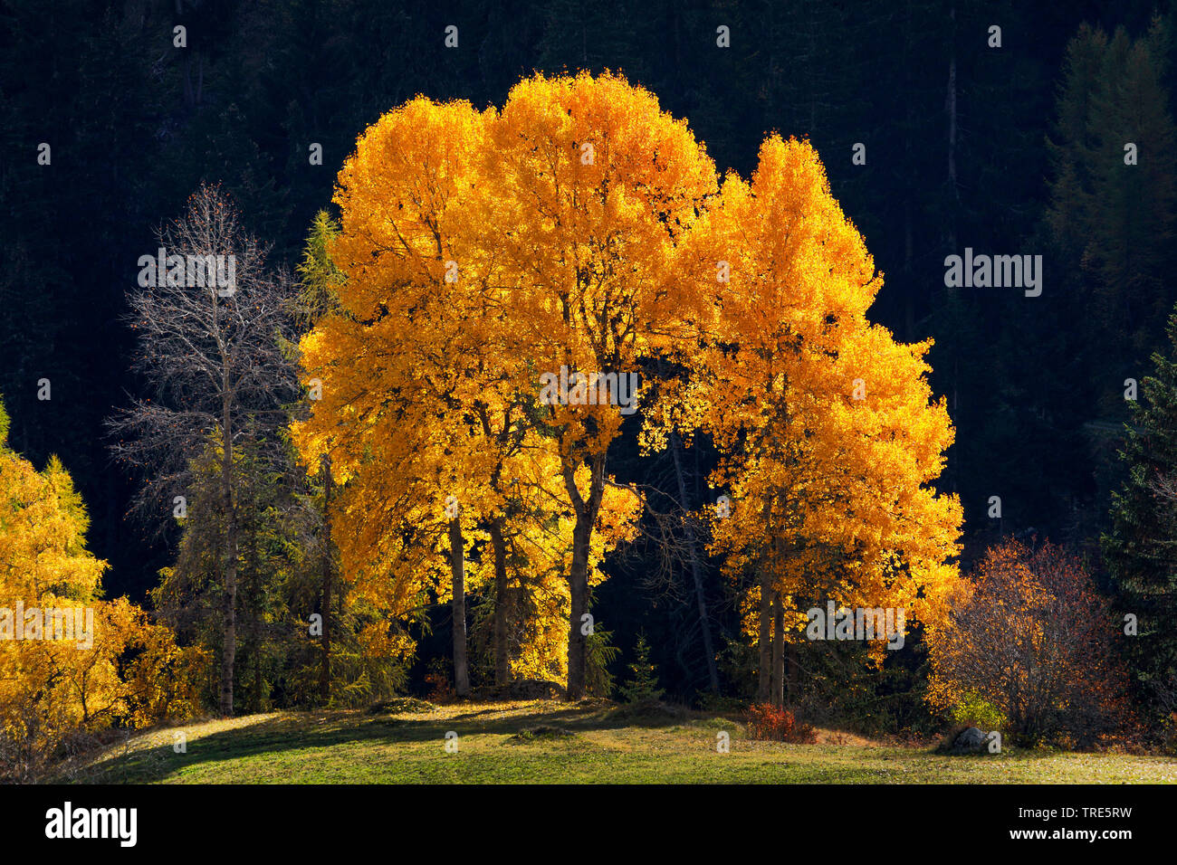 Europäische Aspen (Populus tremula), Espen im Herbst, in der Schweiz, Graubünden, Engadin Stockfoto