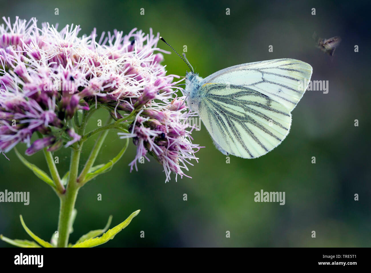 Rapsweißling, Grün geaderten Weiß (Pieris napi, Artogeia napi, Pieris napae), saugen Nektar, Deutschland Stockfoto