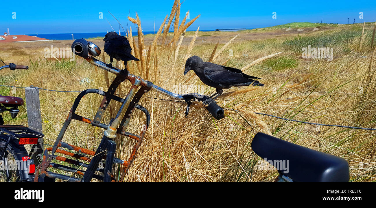 Dohle (Corvus monedula) Dohlen sitzt auf einem Fahrrad, Niederlande Stockfoto