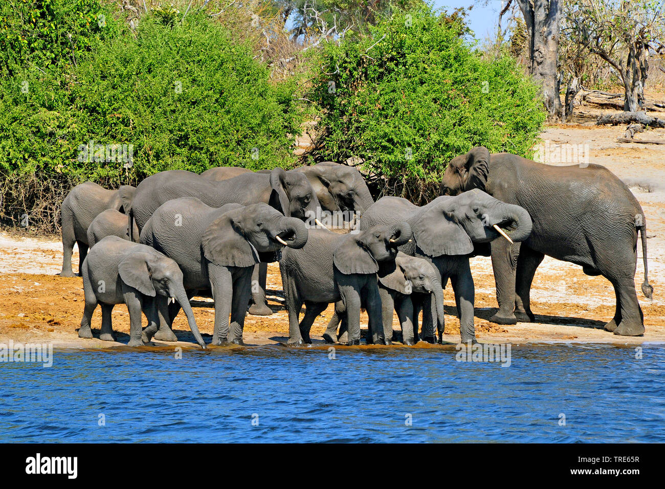 Afrikanischer Elefant (Loxodonta africana), Herde Getränke am Fluss Ufer, Namibia Stockfoto