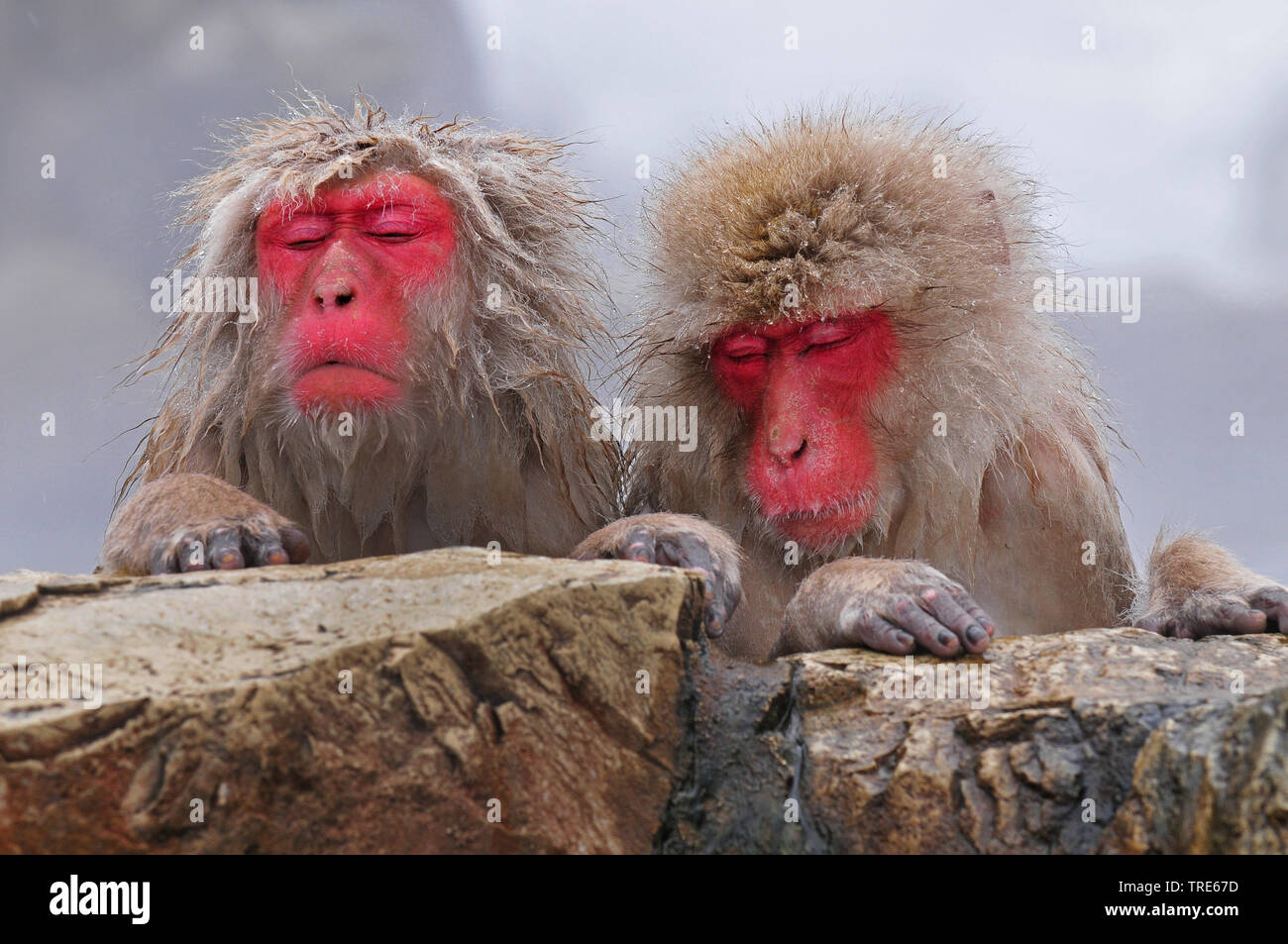 Japanischen Makaken, snow Monkey (Macaca fuscata), zwei dösen Schnee Affen in einem Hot Spring im Winter, Porträt, Japan, Hokkaido Stockfoto