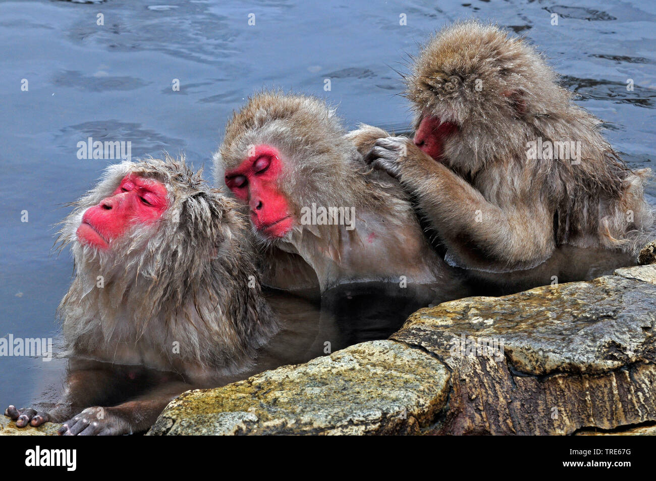 Japanischen Makaken, snow Monkey (Macaca fuscata), dösen Schnee Affen in einem Hot Spring im Winter, Porträt, Japan, Hokkaido Stockfoto