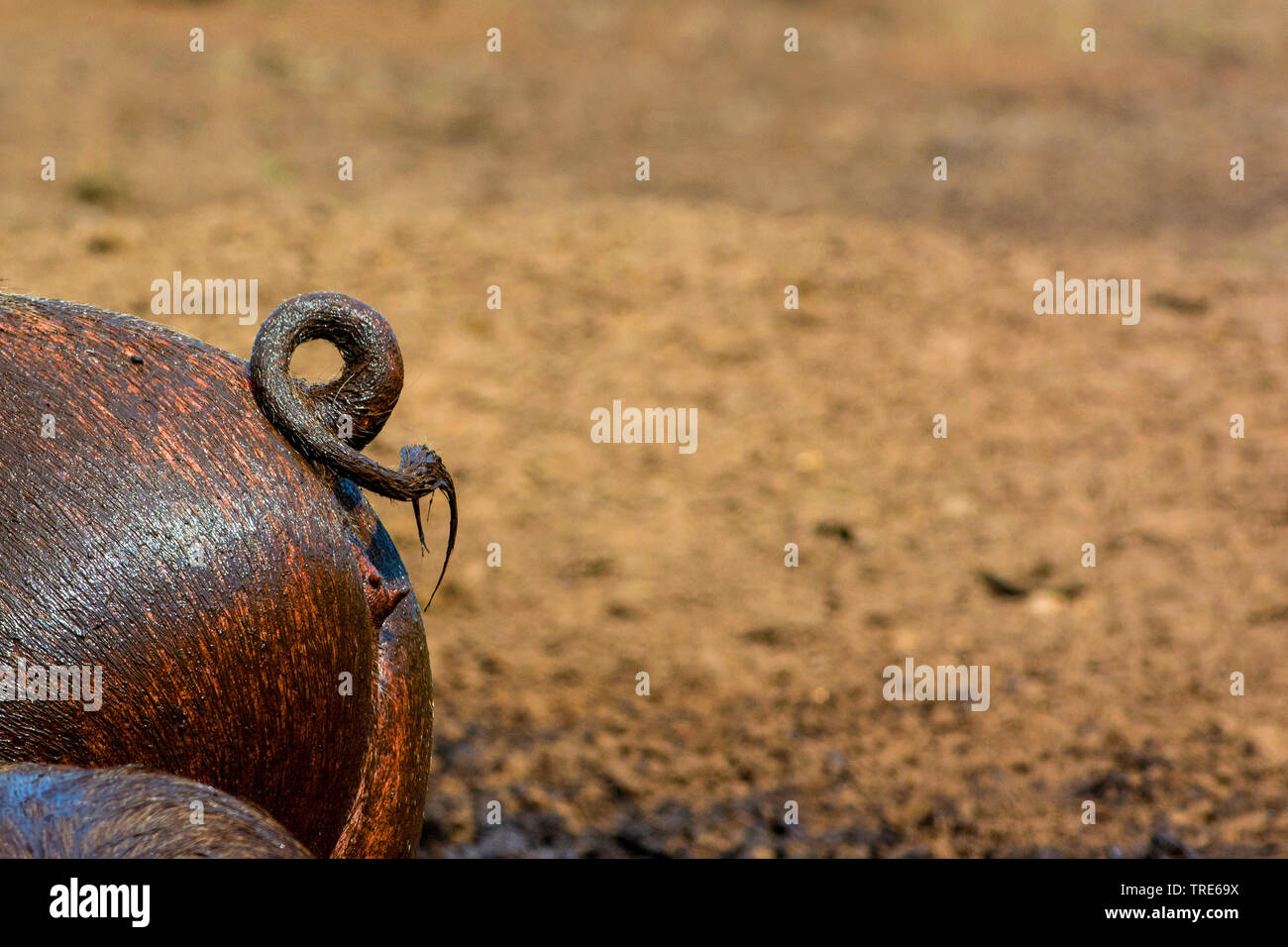 Hausschwein (Sus scrofa f. domestica), dreckiges Schwein Schwanz, curly Tail, Niederlande Stockfoto