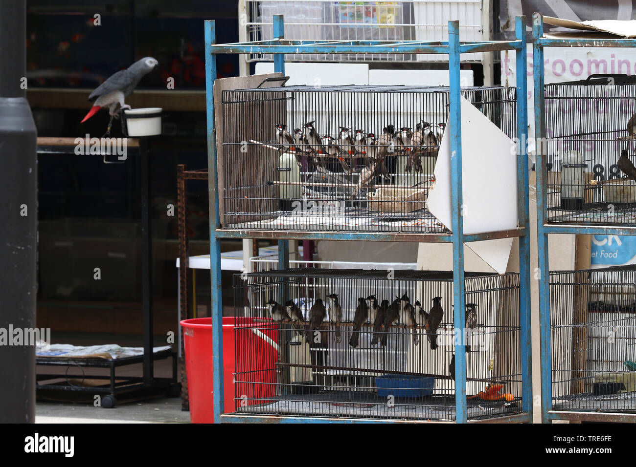 Haustier Vogel Läden voll mit illegalen gefangen Vögel, Singapur Stockfoto