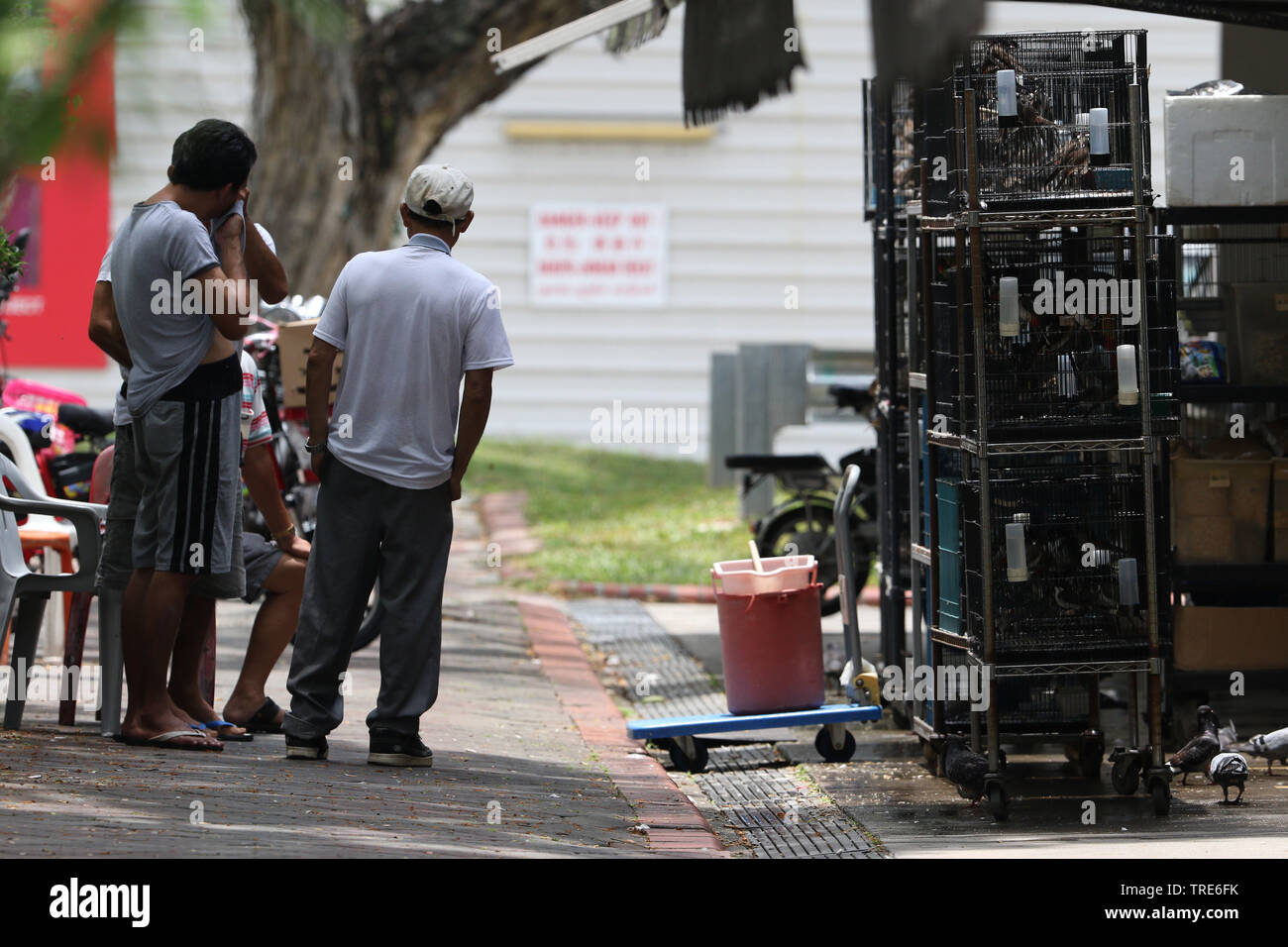 Haustier Vogel Läden voll mit illegalen gefangen Vögel, Singapur Stockfoto