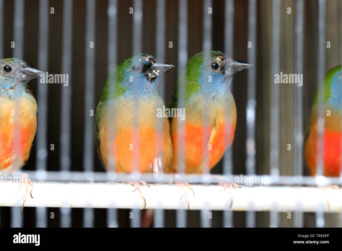 Haustier Vogel Läden voll mit illegalen gefangen Vögel, Singapur Stockfoto