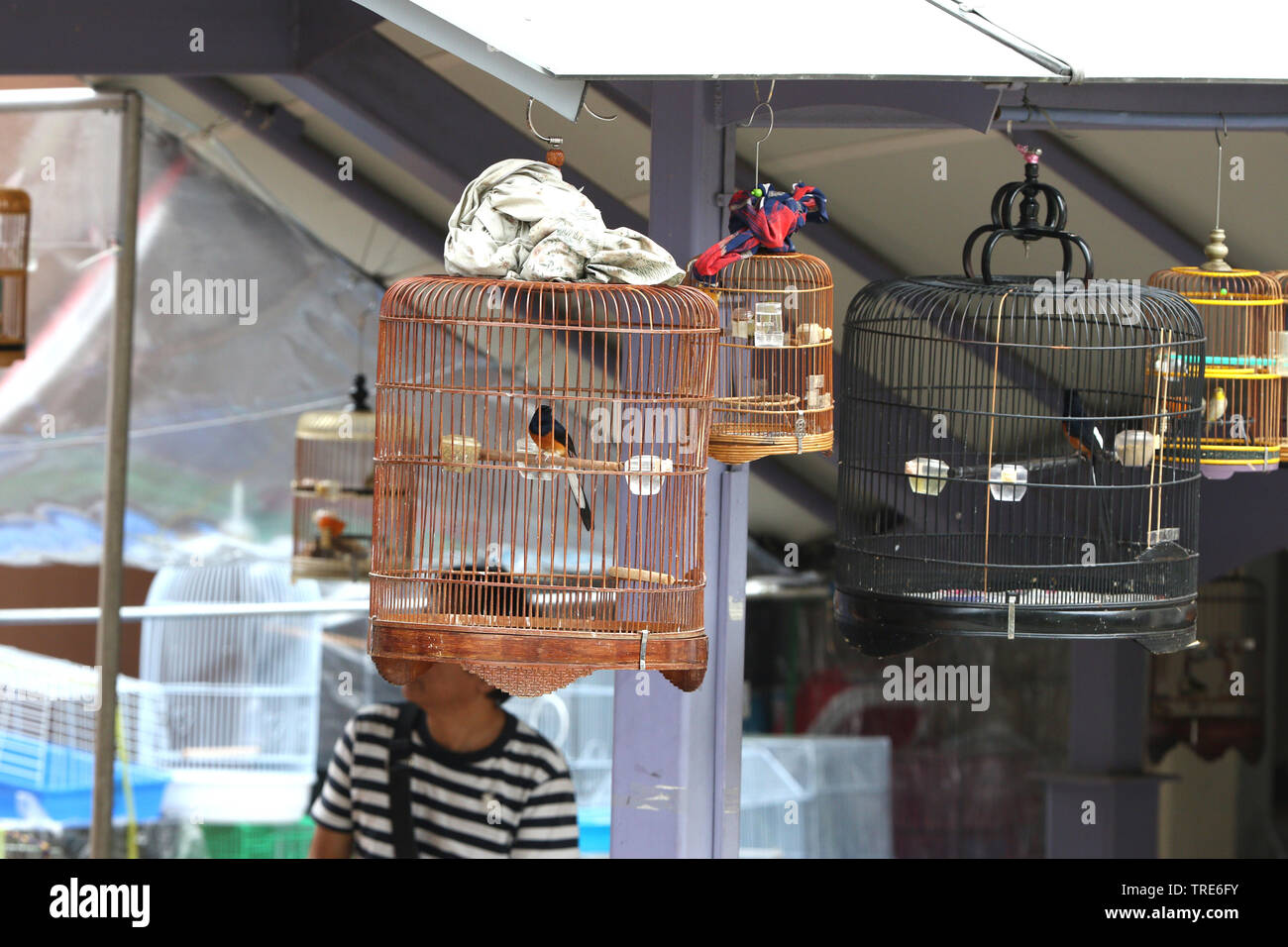 Haustier Vogel Läden voll mit illegalen gefangen Vögel, Singapur Stockfoto