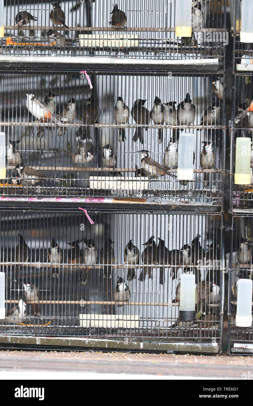 Haustier Vogel Läden voll mit illegalen gefangen Vögel, Singapur Stockfoto