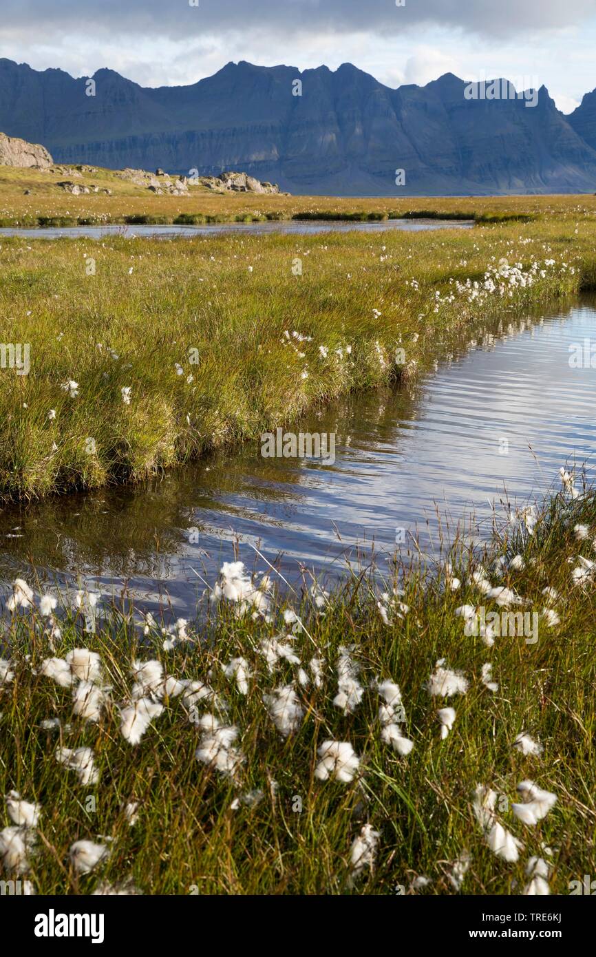 Blick über Tundra und Teiche mit Baumwolle Gras in der Nähe von Breidalsvik, im Hintergrund die Berge der Kambanes penninsula, Island Stockfoto