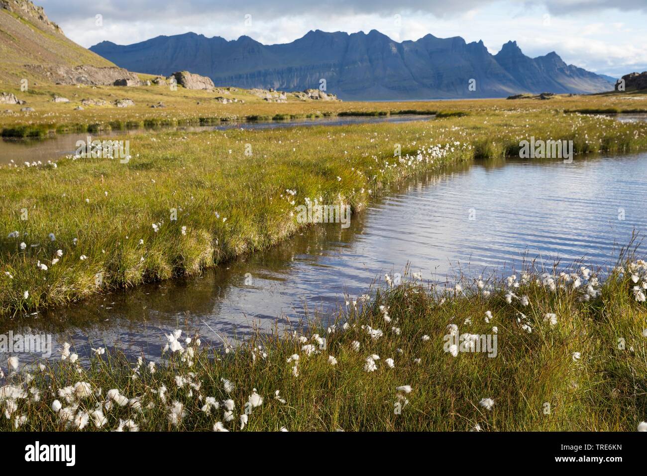 Blick über Tundra und Teiche mit Baumwolle Gras in der Nähe von Breidalsvik, im Hintergrund die Berge der Kambanes penninsula, Island Stockfoto