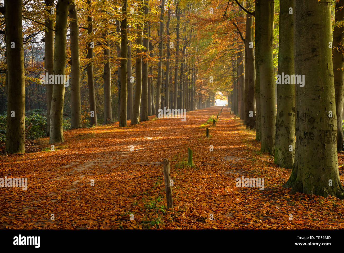 Waldweg im Herbst Schattierungen, Niederlande, Gelderland, Nationalpark Hoge Veluwe Stockfoto