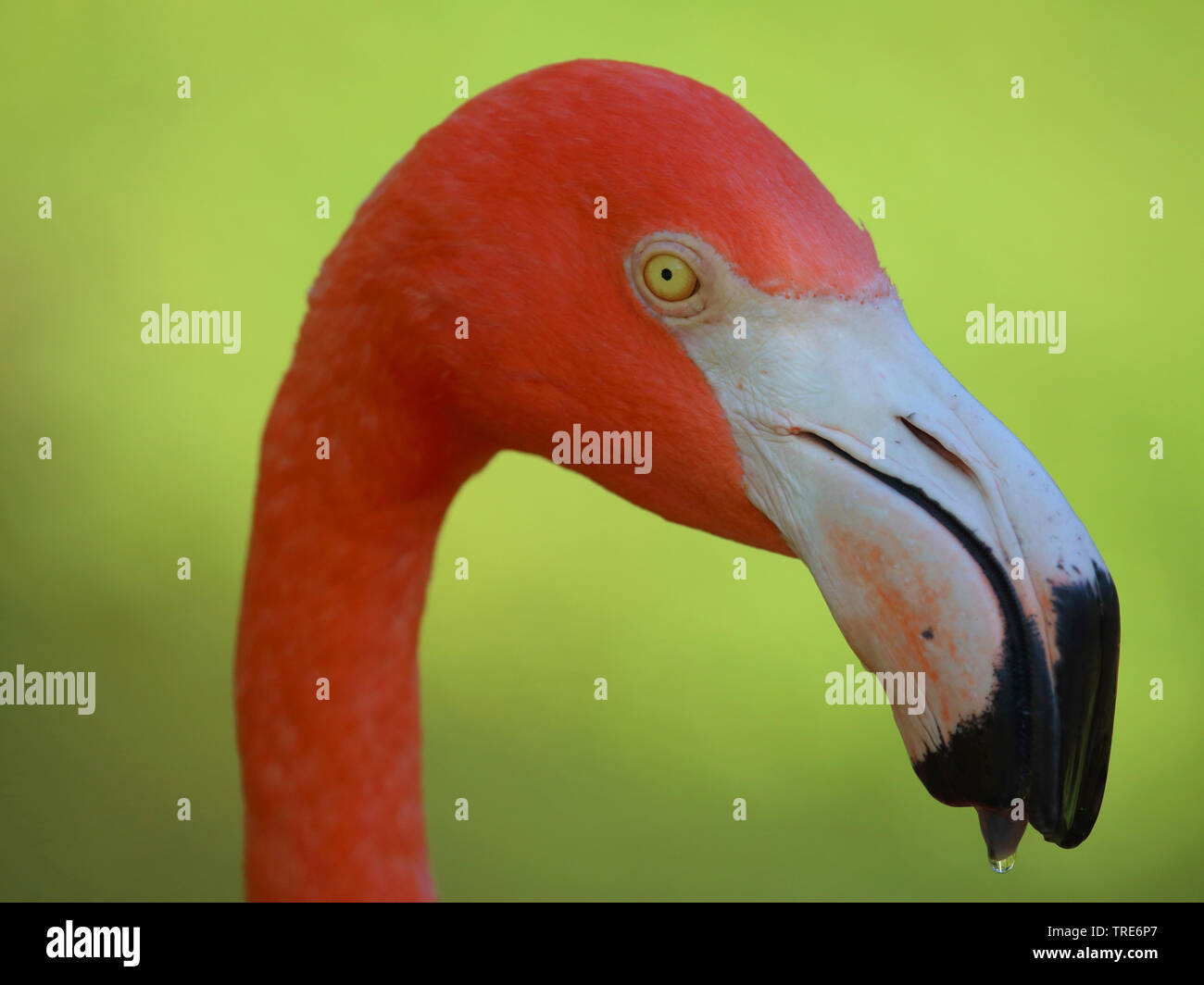 Mehr Flamingo, Flamingo, Karibik Flamingo (Phoenicopterus ruber ruber), Portrait, Seitenansicht, USA, Florida Stockfoto