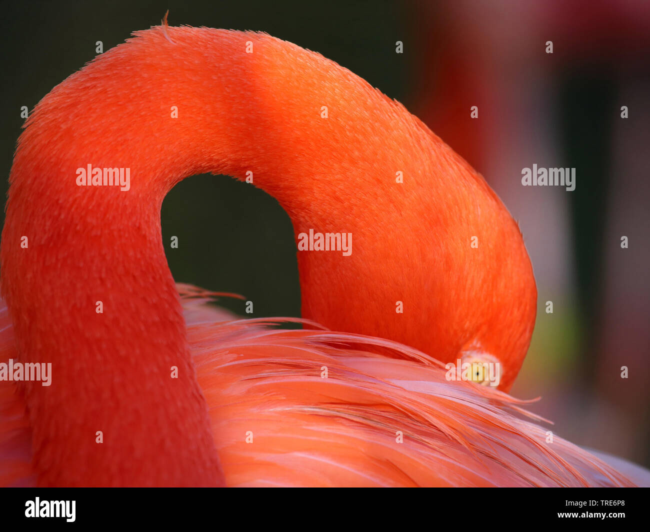 Mehr Flamingo, Flamingo, Karibik Flamingo (Phoenicopterus ruber ruber), klemmt der Kopf ins Gefieder, Seitenansicht, USA, Florida Stockfoto