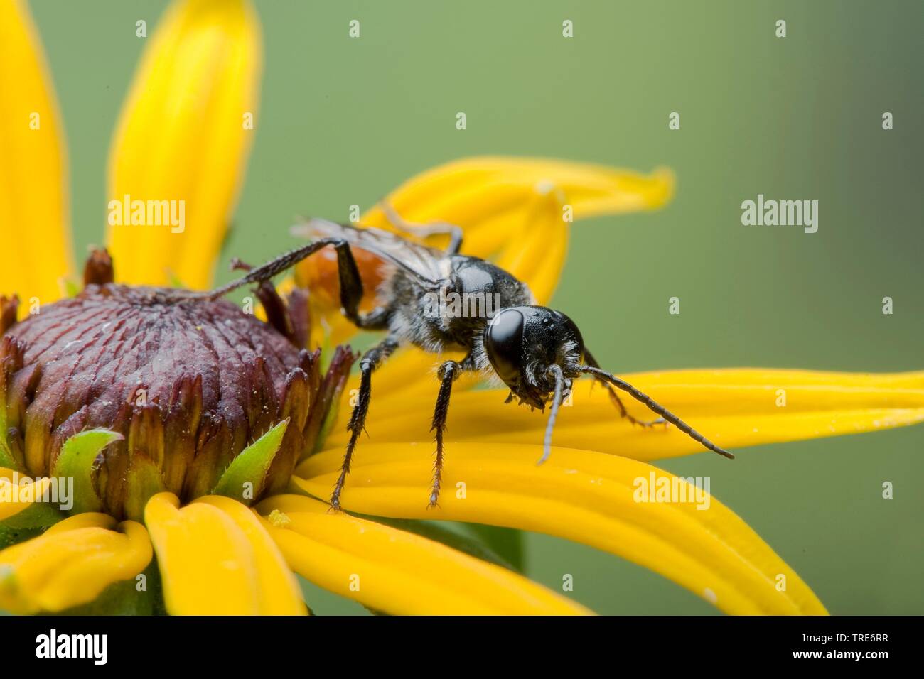 Crabronid Wasp (Astata boops), am gelben Composite, Deutschland Stockfoto