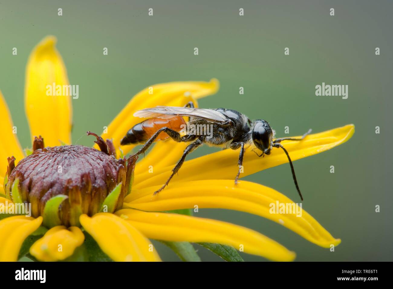 Crabronid Wasp (Astata boops), am gelben Composite, Deutschland Stockfoto