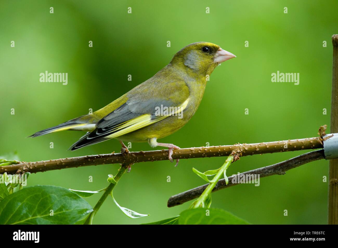 Western grünfink (Carduelis chloris chloris chloris,), sitzt auf einem Ast, Deutschland Stockfoto