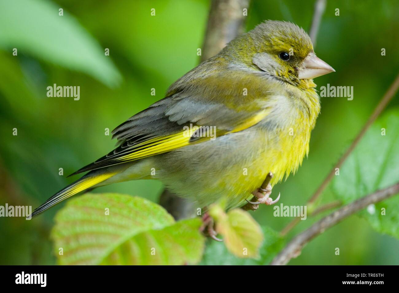 Western grünfink (Carduelis chloris chloris chloris,), sitzt auf einem Ast, Deutschland Stockfoto