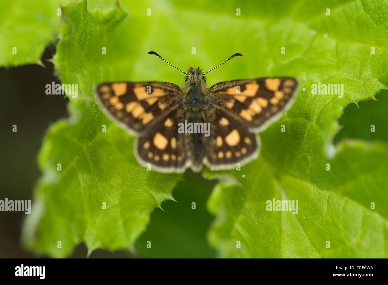 Checkered Skipper, Arktis Skipper (Carterocephalus palaemon, Pamphila palaemon), sitzend auf einem Blatt, Deutschland Stockfoto