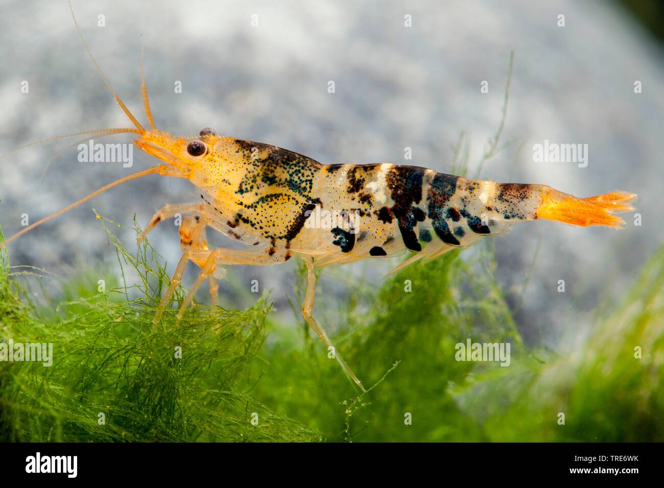 Tiger Zwerg Garnelen (Caridina Mariae), Seitenansicht Stockfoto