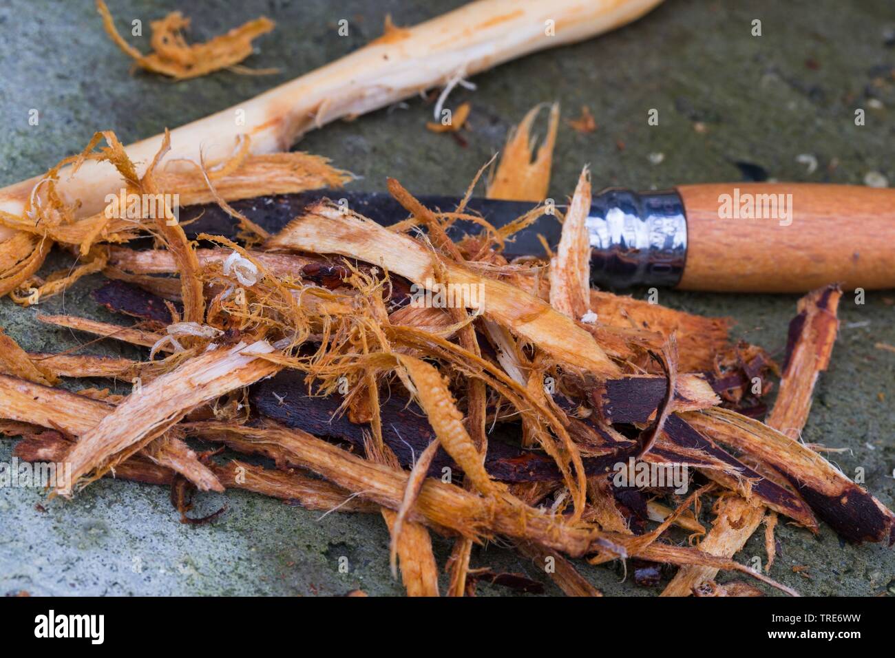 Blackthorn, Schlehe (Prunus spinosa), gesammelten Schlehen Wurzeln mit Messer, Deutschland Stockfoto