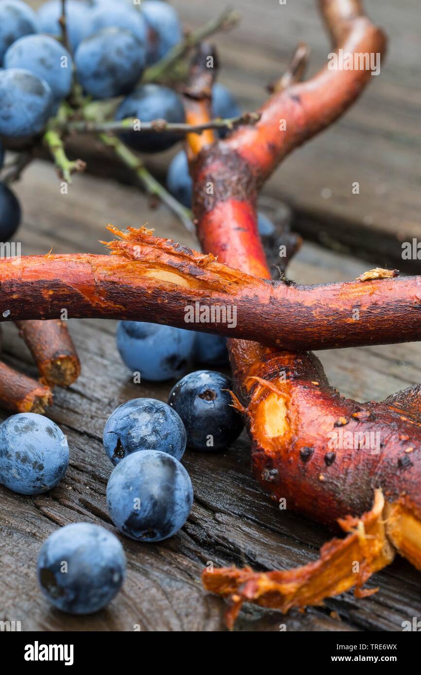 Blackthorn, Schlehe (Prunus spinosa), gesammelten Schlehen Wurzeln und Früchte, Deutschland Stockfoto
