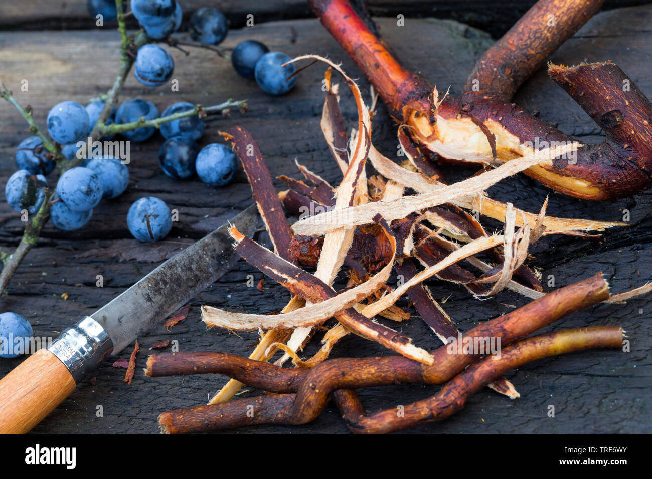 Blackthorn, Schlehe (Prunus spinosa), gesammelten Schlehen Wurzeln, Früchte und Messer, Deutschland Stockfoto